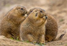 Китайский коронавирус: могут ли животные Казахстана быть переносчиками инфекции суслики