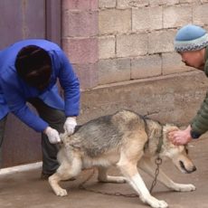 В Шымкенте выявлен случай заболевания бешенством