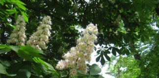 350 саженцев клена и каштанов высадили в Туркестане