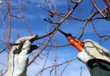 Секреты весенней обрезки и прививки деревьев