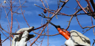 Секреты весенней обрезки и прививки деревьев