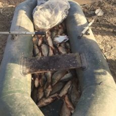 В В Арысском районе стражи порядка задержали браконьера с центнером рыбы браконьеры