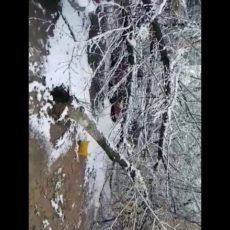 Из-за дождя со снегом в Шымкенте стали ломаться и падать деревья