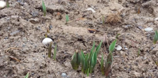 Февраль: В Шымкенте проснулись первые тюльпаны