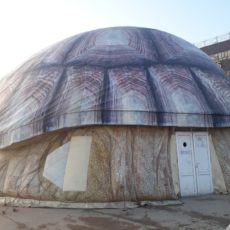 Аким Туркестана запретил гастроль скандального зоопарка