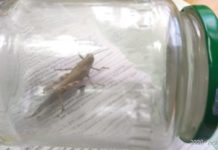 Непредсказуемая зима: В Шымкенте пробудилась саранча