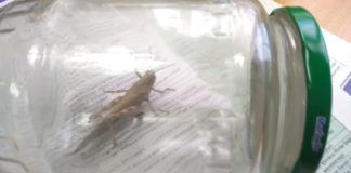 Непредсказуемая зима: В Шымкенте пробудилась саранча