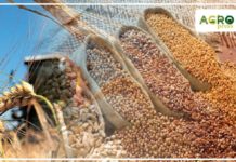 Казахстан почти полностью обеспечил себя семенами под урожай 2020 года