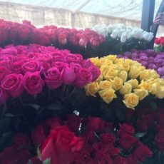 Эквадор остается главным поставщиком цветов в Казахстан