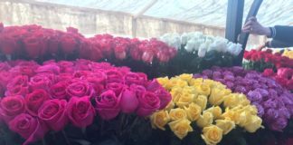 Эквадор остается главным поставщиком цветов в Казахстан