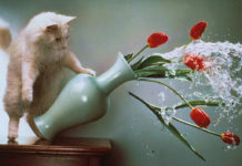 Послесловие к торжествам