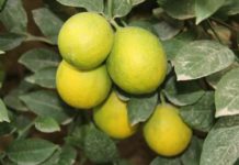 Жетысайский аграрий стал миллионером, выращивая лимоны лимонный сад