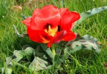 Скоро зацветут в степях тюльпаны: За букет можно получить срок