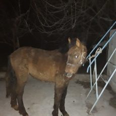 В Туркестанской области задержали молодую девушку, укравшую лошадь у брата