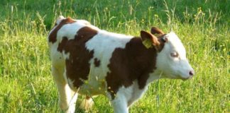 В Толебийском районе полицейские задержали скотокрада, похитившего бычка