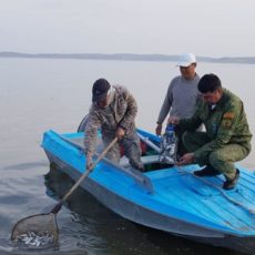 Стали известны причины мора рыбы в Шардаре Специалисты, изучив пробы воды, не обнаружили в ней вредных и тяжелых металлов.