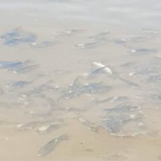 Выявлено превышение тяжелых металлов в Шардаринском водохранилище
