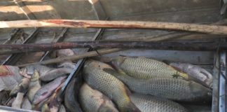 Полицейские Туркестанской области задержали браконьера с рыбой