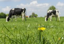 Скотокрады украли коров, продали их и проиграли деньги