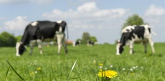 Скотокрады украли коров, продали их и проиграли деньги