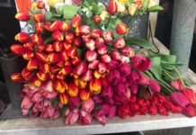 В Шымкенте пройдет «Ярмарка цветов»