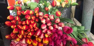 В Шымкенте пройдет «Ярмарка цветов»