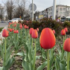 В Шымкенте расцвели тюльпаны