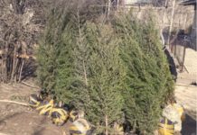 45 хвойных деревьев высадили в микрорайоне «Оңтүстік» сажают деревья