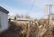 Настоящий лесоповал устроили в Шымкенте на пересечении улиц Байтурсынова и Алимбетова