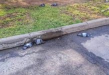 Названа предварительная причина гибели голубей в алматинском парке гибели голубей в алматинском парке