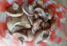 В Шымкенте собирают первые грибы (видео)