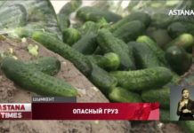 Зараженные огурцы из Ирана пытались продать в Шымкенте