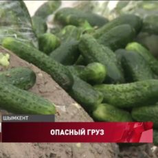 Зараженные огурцы из Ирана пытались продать в Шымкенте