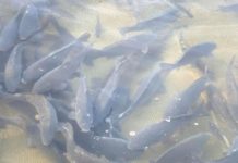 Совет шардаринцам от Минэкологии: Производить рыбу, а не вылавливать рыбы