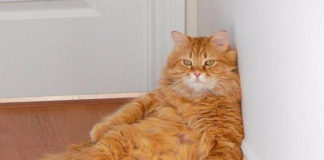 Карточный фокус: ленивый кот развлекает хозяев на карантине — забавное видео рыжий кот