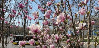 Шымкентцы, радуйтесь жизни и каждому раскрывшемуся бутону