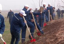 Зеленая акция: в Карабастау работники «ТОО «ПКОП» посадили 500 саженцев