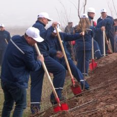 Зеленая акция: в Карабастау работники «ТОО «ПКОП» посадили 500 саженцев