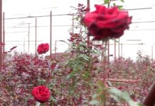 «Черная магия» и гвоздики от казыгуртских крестьян к 8 Марта