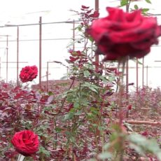 «Черная магия» и гвоздики от казыгуртских крестьян к 8 Марта