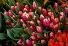 В Шымкенте пройдет ярмарка цветов к 8 Марта