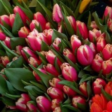 В Шымкенте пройдет ярмарка цветов к 8 Марта