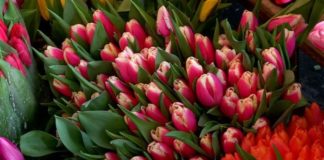 В Шымкенте пройдет ярмарка цветов к 8 Марта