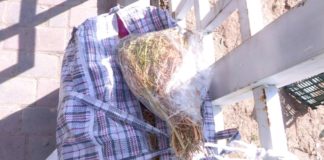 В Шымкенте на базарах скупают адыраспан