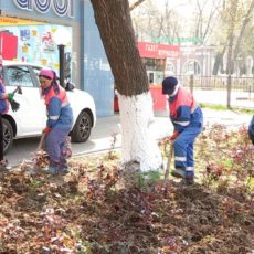 Весна в мегаполисе : коммунальные службы Шымкента занимаются озеленением