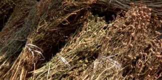 Адраспан в Шымкенте продают по 350-500 тенге