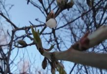 В Шымкенте зацвел миндаль миндаль