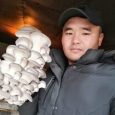 Бизнес на грибах помог жителю Сарыагаша погасить кредиты