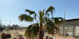 Аллею Туркестана украсят настоящие пальмы