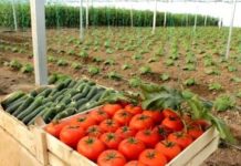 В Сарыагашском районе увеличился экспорт сельскохозяйственной продукции